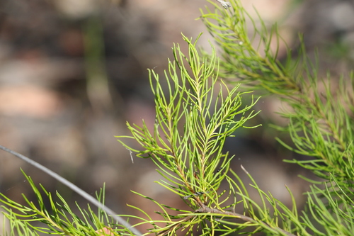 Image of Persoonia tenuifolia by (c) Greg Tasney, some rights reserved (CC BY-SA)