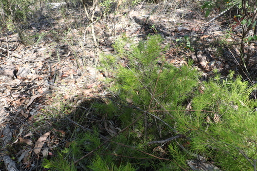 Image of Persoonia tenuifolia by (c) Greg Tasney, some rights reserved (CC BY-SA)