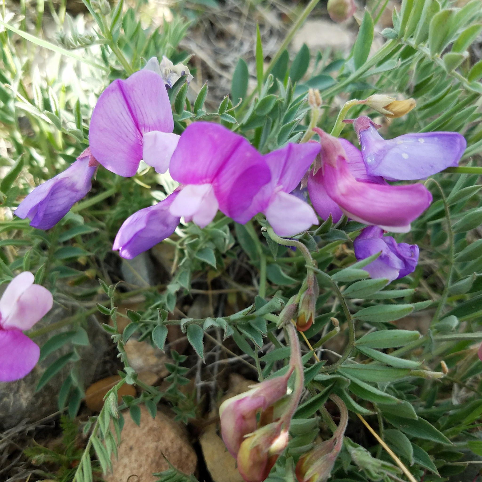 Lathyrus brachycalyx