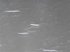 Cylindrostethus
