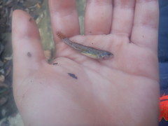 Etheostoma crossopterum