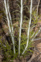 Chrysocephalum baxteri