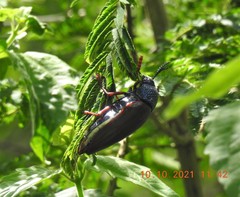 Sternocera chrysis