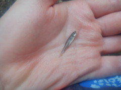 Lythrurus fasciolaris