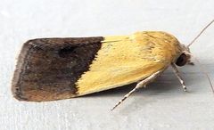 Ponometia bicolorata
