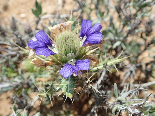 Image of Acanthopsis horrida by no rights reserved