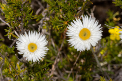 Chrysocephalum baxteri