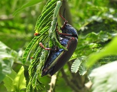 Sternocera chrysis