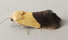 Ponometia bicolorata