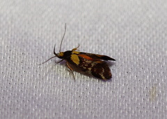Epithymema helias
