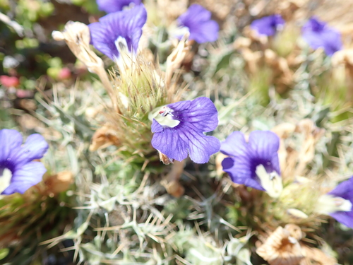 Image of Acanthopsis horrida by no rights reserved