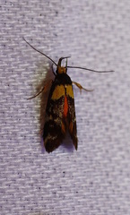 Epithymema helias