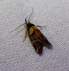 Epithymema helias