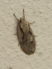 Semioscopis avellanella