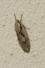 Semioscopis avellanella