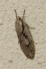 Semioscopis avellanella