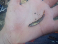 Etheostoma crossopterum