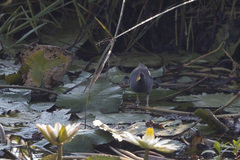 Paragallinula angulata