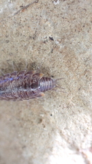 Chaetophiloscia cellaria