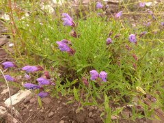 Dracocephalum peregrinum