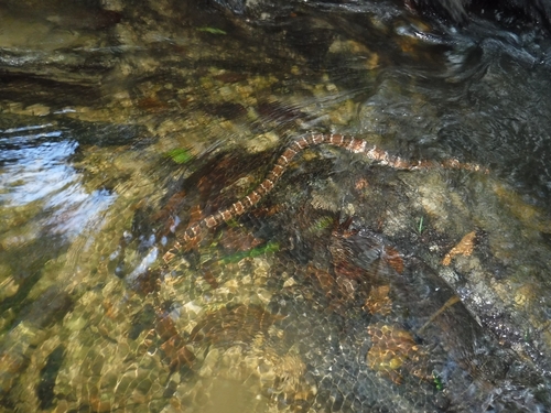 Herrmann's Water Snake