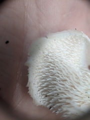 Hericium cirrhatum