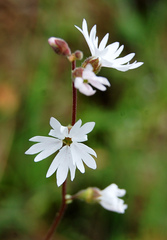 Lithophragma