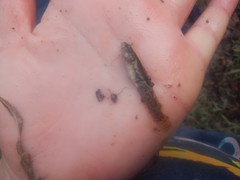 Etheostoma crossopterum