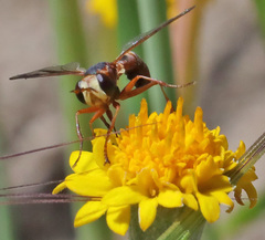 Physocephala texana