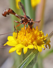 Physocephala texana