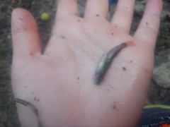 Etheostoma crossopterum