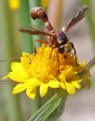 Physocephala texana