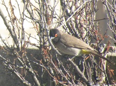 Pycnonotus nigricans superior