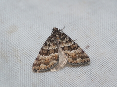 Dichromodes mesozona