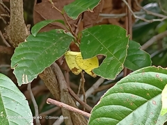 Eurema simulatrix tecmessa