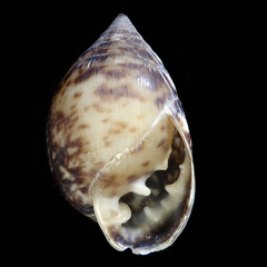 Pythia