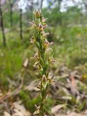 Prasophyllum pruinosum
