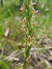 Prasophyllum pruinosum