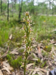 Prasophyllum pruinosum
