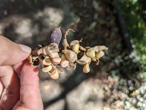 Magnolia formosana iNat (2)