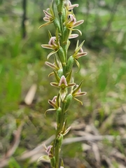 Prasophyllum pruinosum