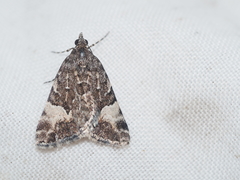 Dichromodes anelictis