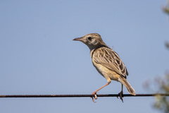 Cisticola textrix