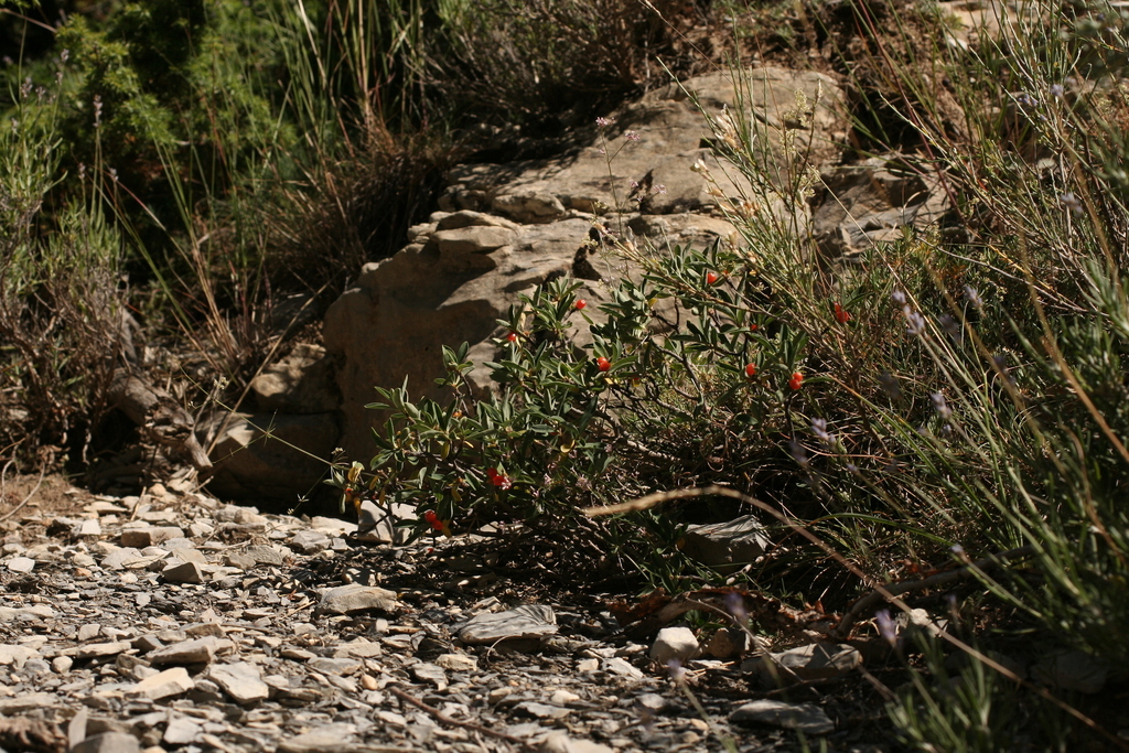 Daphne alpina, Gorges de Saint-Pierre, 04170 Thorame-Haute, France, by geum