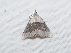 Dichromodes indicataria