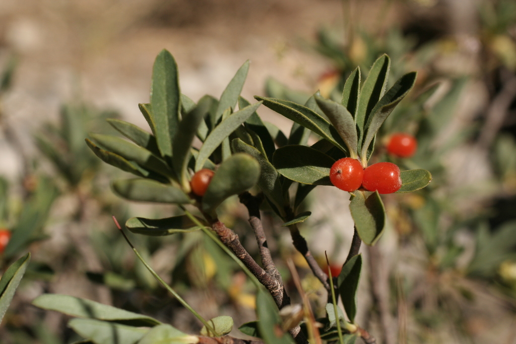 Daphne alpina, Gorges de Saint-Pierre, 04170 Thorame-Haute, France, by geum