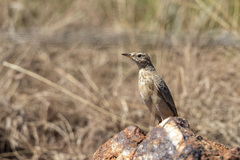 Anthus vaalensis