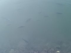 Oreochromis niloticus