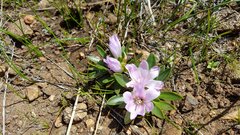 Lewisia brachycalyx
