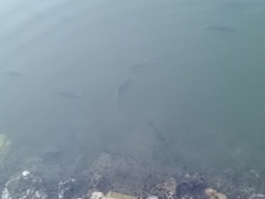 Oreochromis niloticus